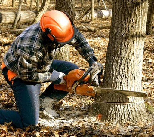 Tree Removal in Du Pont, GA
